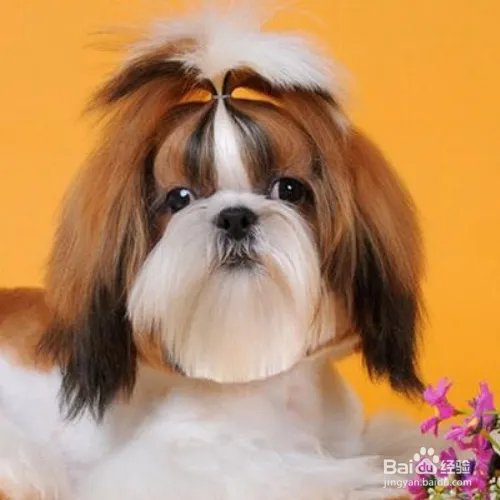 西施犬寿命有多长?