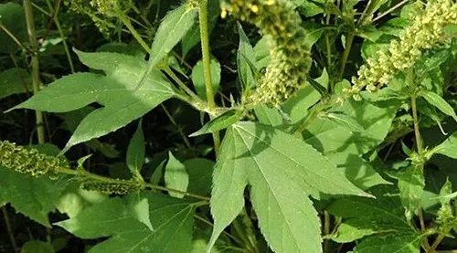 三裂叶豚草会造成哪些危害 怎样清除三裂叶豚草