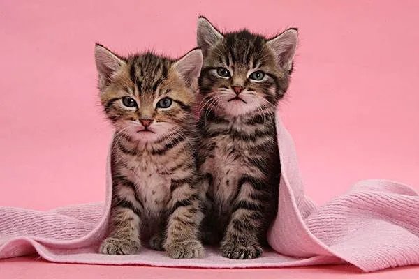 草原斑猫:野猫的中国亚种,食肉动物性情暴躁