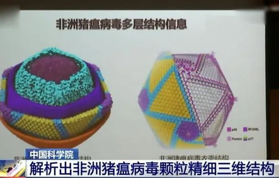 中国解析猪瘟病毒:这到底是怎么回事?