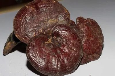 肉灵芝的药用价值 肉灵芝的药物作用