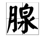 腺怎么读
