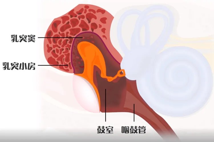 耳朵部位图解大全