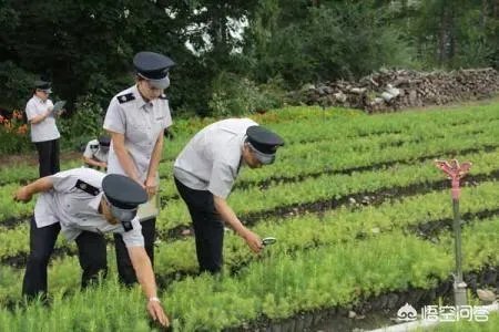 如何防治外来生物入侵?