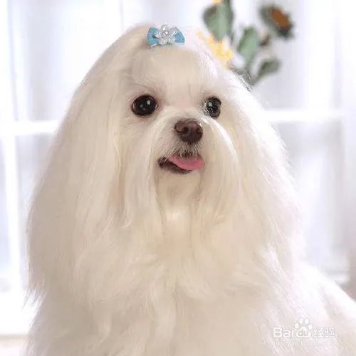 西施犬寿命有多长?