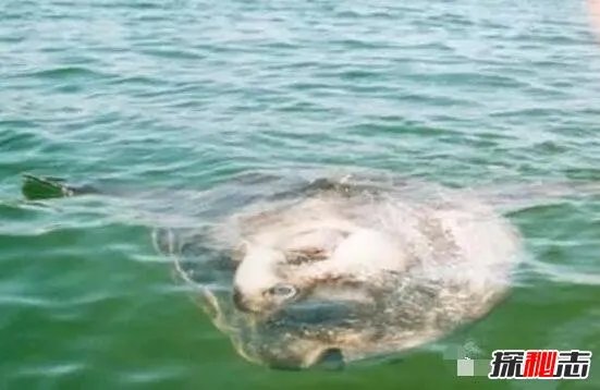 翻车鱼的死法太残忍了,内心太脆弱自己被自己吓死(谣言)