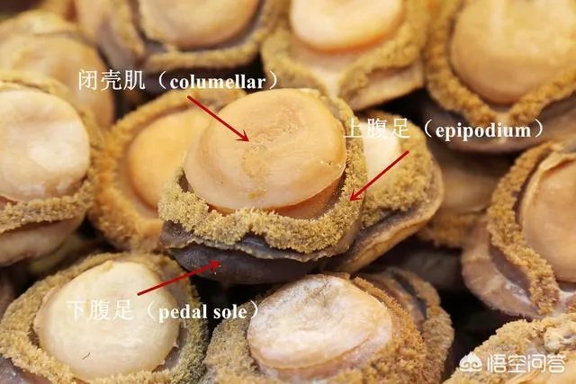 什么是半头鲍?