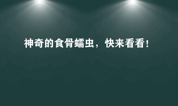 神奇的食骨蠕虫，快来看看！