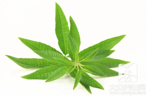 消除甲醛的植物