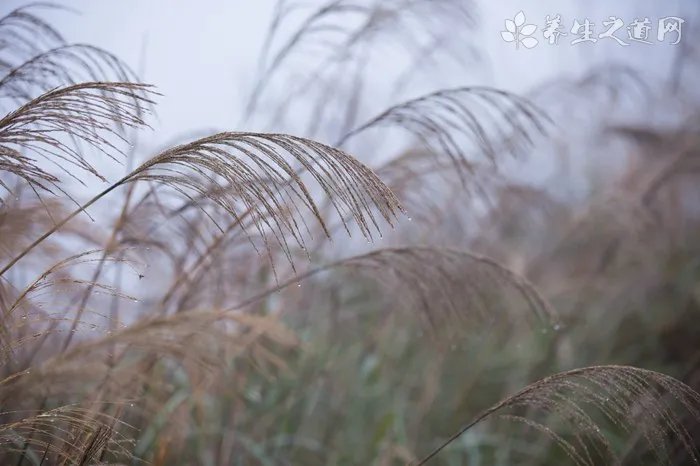 土丁桂的功效与作用