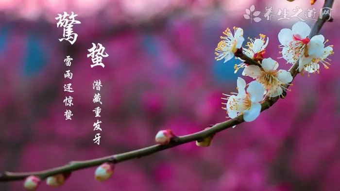 万年松