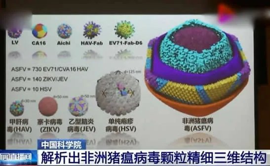 中国解析猪瘟病毒:这到底是怎么回事?