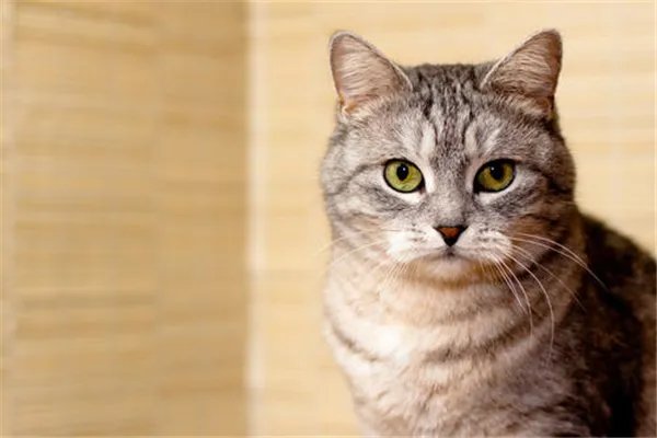 草原斑猫:野猫的中国亚种,食肉动物性情暴躁