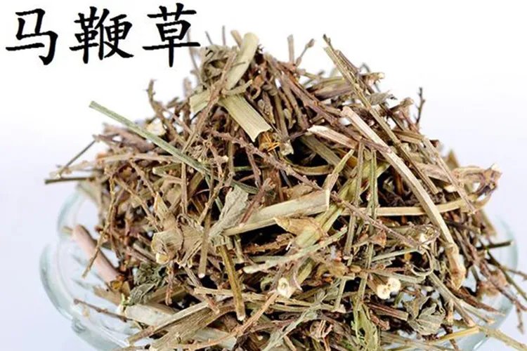 马鞭草图片