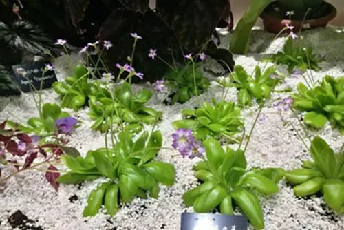 重庆发现了吃虫植物,这种植物会吃哪些虫子?