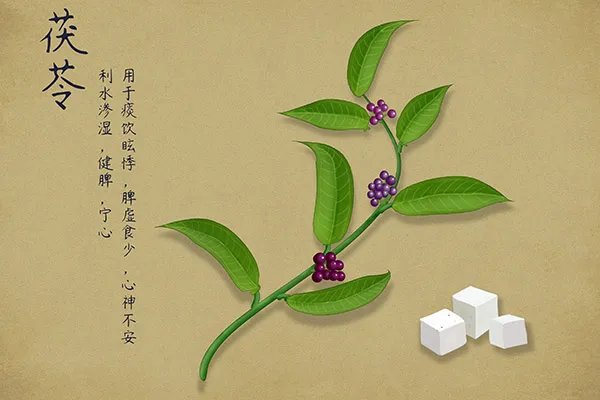 茯苓粉的功效与作用