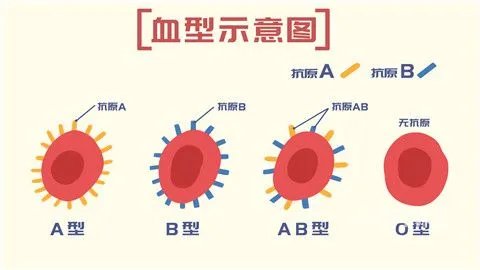 ab型血和o型血的孩子是什么血型