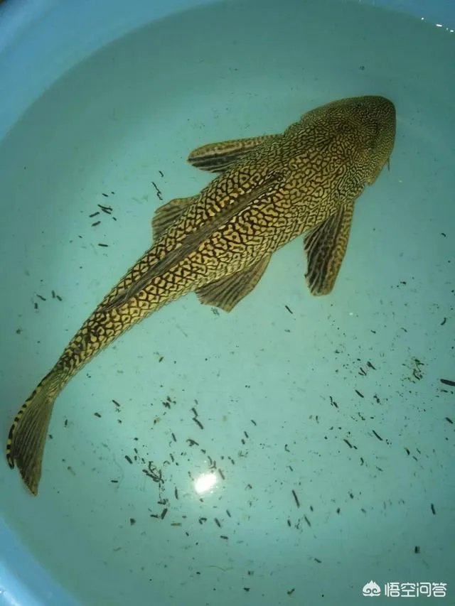 如何防治外来生物入侵?
