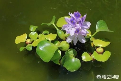 如何防治外来生物入侵?