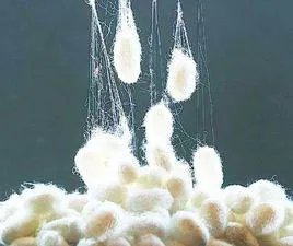 我国三大蚕丝产地是？