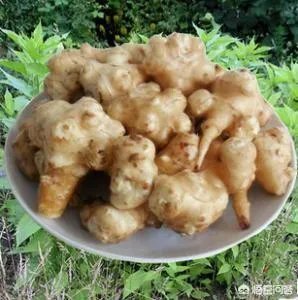 如何防治外来生物入侵?
