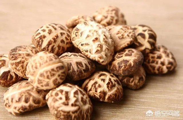 如何对秋菇、春菇和花菇进行管理?