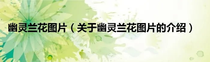 幽灵兰花图片（关于幽灵兰花图片的介绍）