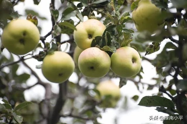 今日芒种,农村种植的果树近期的管理要点有哪些?
