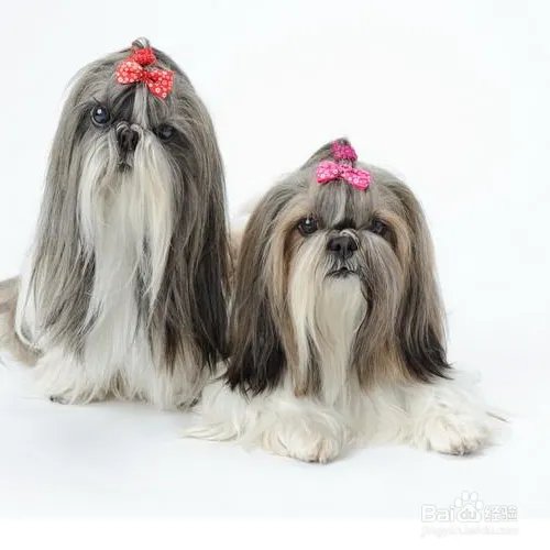 西施犬寿命有多长?