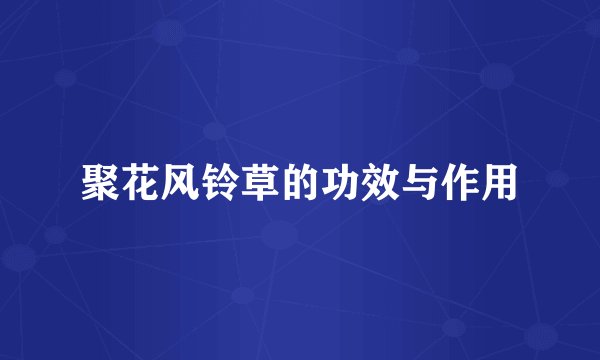 聚花风铃草的功效与作用
