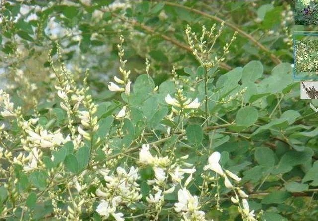 多花木兰的花语是什么 多花木兰有什么特点