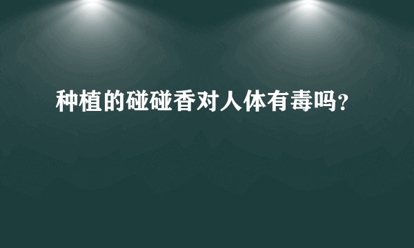 种植的碰碰香对人体有毒吗？