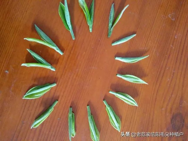 正宗信阳毛尖价格多少钱一斤?