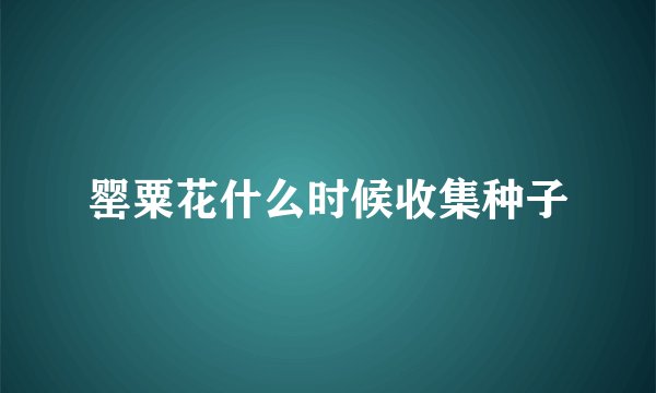 罂粟花什么时候收集种子