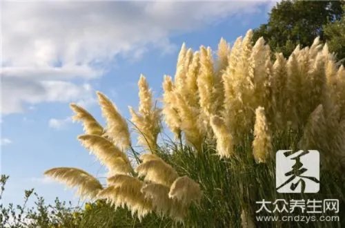 白茅根用量,今后一定要用对了!