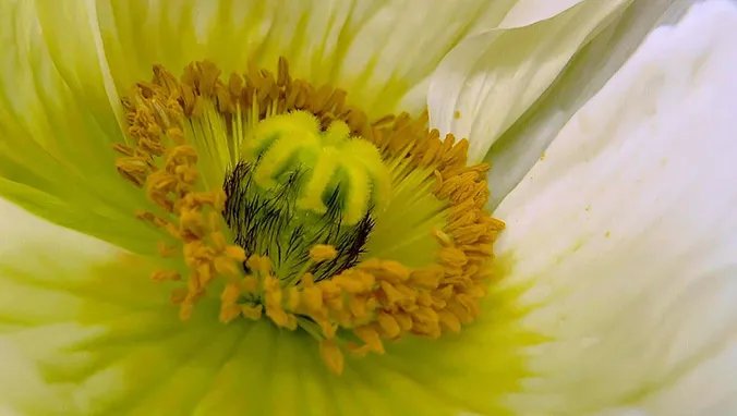 蜜粉的作用