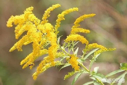 如何防治外来生物入侵？