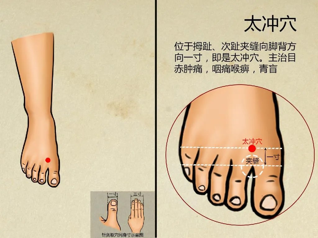 太冲准确位置图和作用及功效