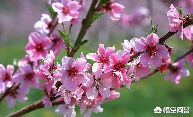 上联:黄山落叶松叶落山黄,下联怎么对?
