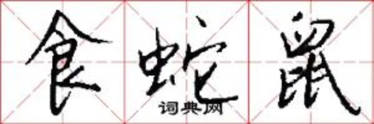 食蛇鼠