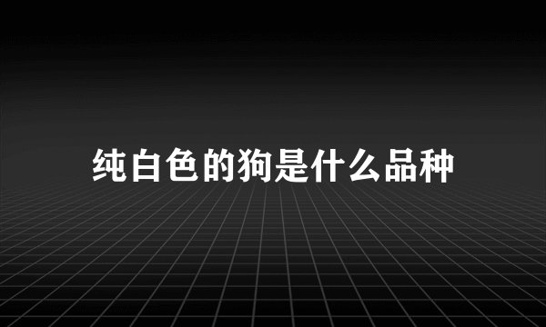 纯白色的狗是什么品种