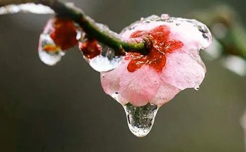 形容梅花的成语有哪些