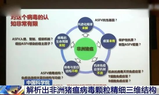 中国解析猪瘟病毒:这到底是怎么回事?