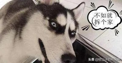 为什么那么多网站,还是有人愿意花钱去看电影等?