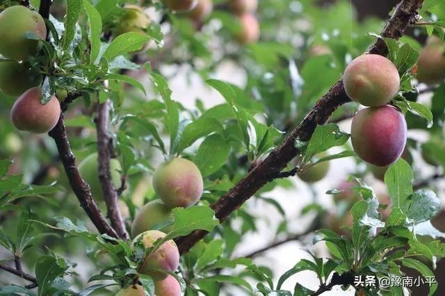 今日芒种,农村种植的果树近期的管理要点有哪些?