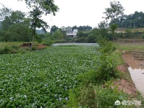 如何防治外来生物入侵?